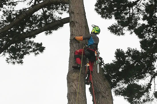 Élagueur de Ar Menez grimpant sur le tronc d'un arbre
